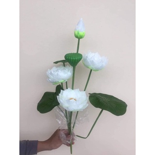 Cây Hoa Sen Giả- Hoa S.ú.n.g- Sen Lụa.