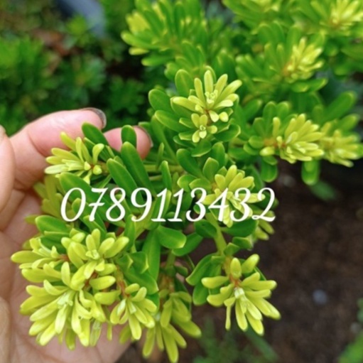 tùng kim cương thuần chủng lá ngắn, khít- loại kim cương giá thành cao nhất