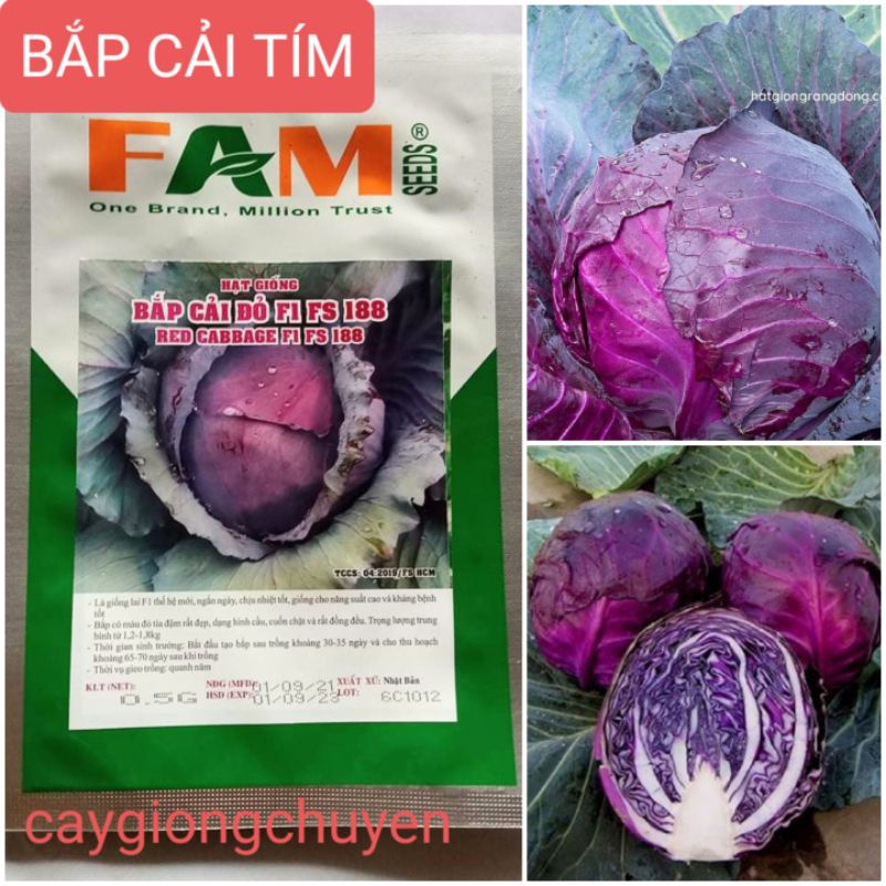 HẠT GIỐNG BẮP CẢI TÍM GÓI 1GRAM