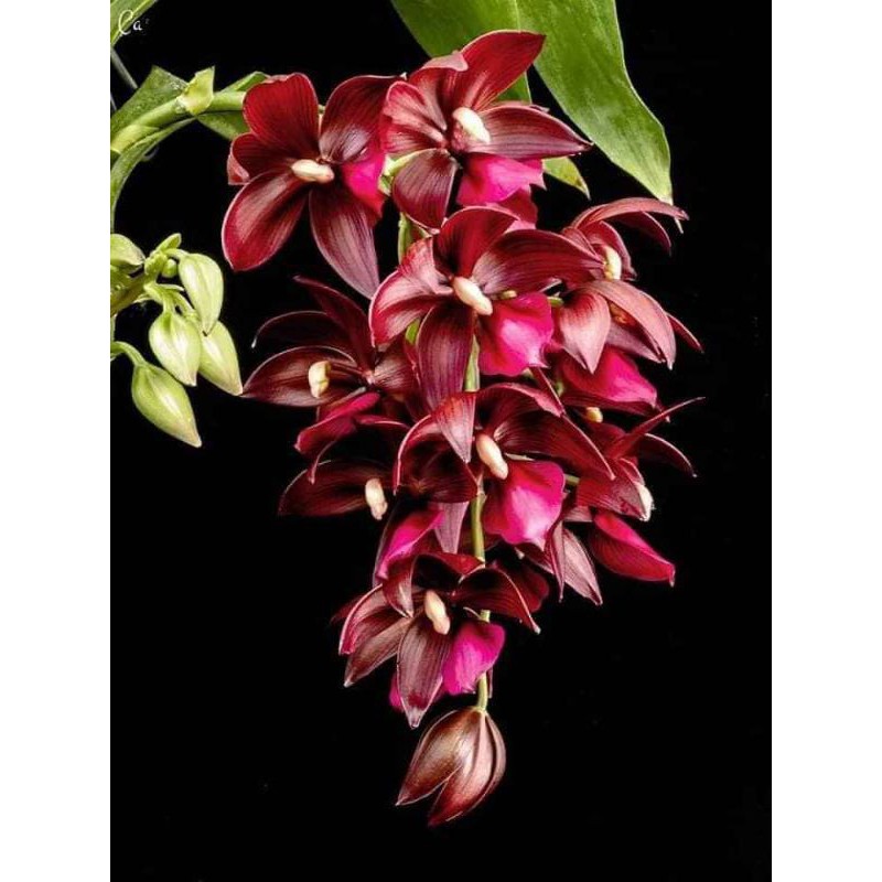 Hoa lan thiên nga size Trung