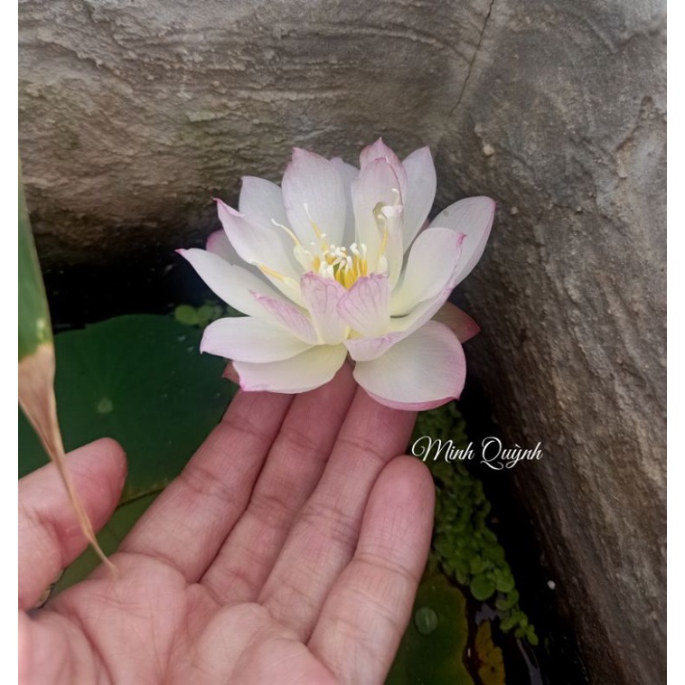 Củ sen siêu mini Rosy dot