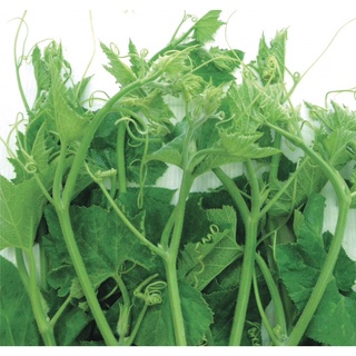 Hạt giống bí ngọn 20g
