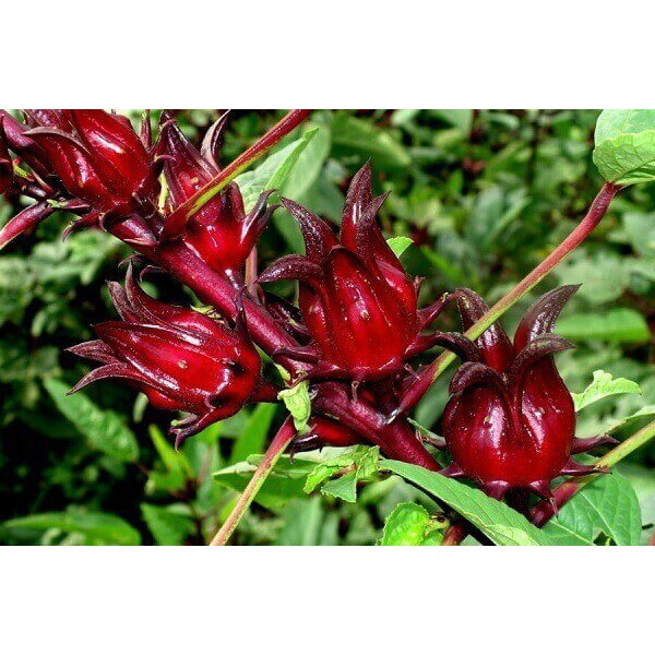 Hoa Atiso đỏ khô - Nhà trồng Organic -100gr