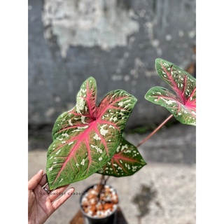 (Hỏa Tốc) Môn Caladium Bicolor