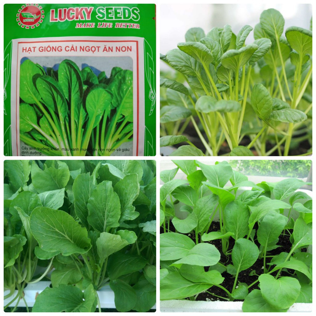 Bán buôn Hạt giống cải ngọt ăn non LUCKY SEEDS bao đẹp