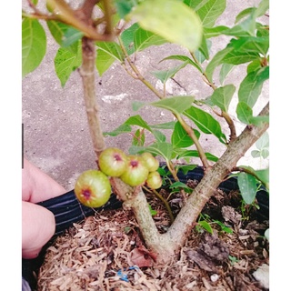 Sung Cảnh Siêu Quả. Sung Bonsai(  cây như hình trừ hình 1)