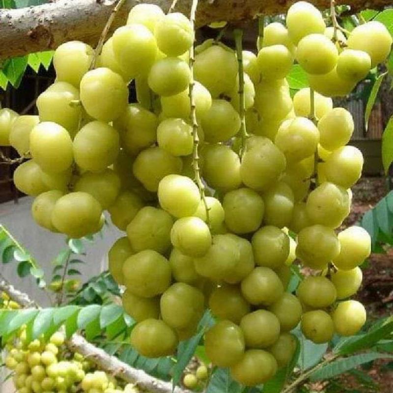 100gr chùm ruột ăn liền