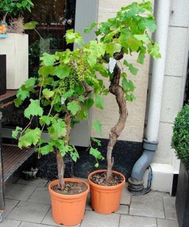 Cây giống nho