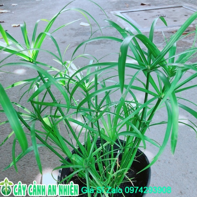 Cây Trúc Thuỷ