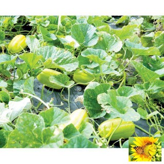 Hạt giống cây Dưa lê vàng Hàn Quốc (10 hạt)