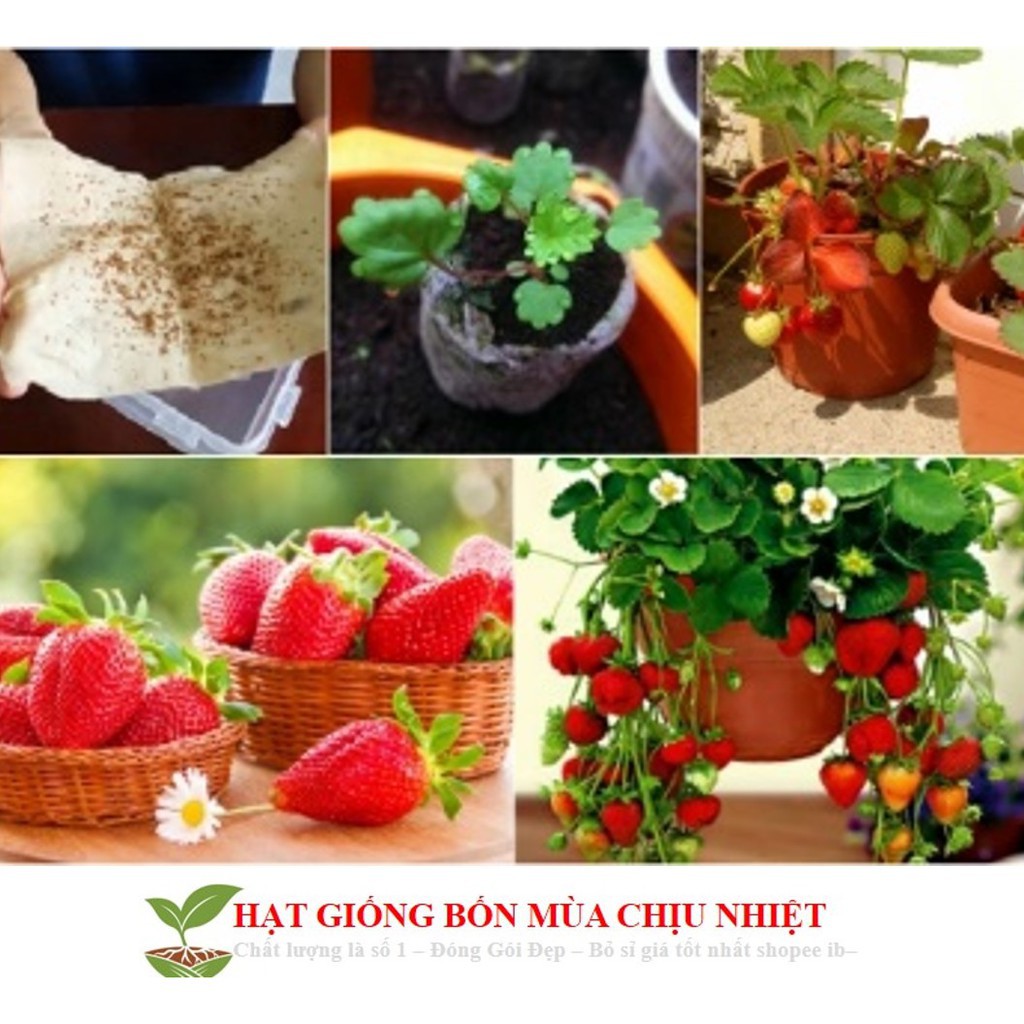 Hạt giống Dâu tây Nhật quả TO, siêu ngọt  luckyseed hạt siêu rẻ