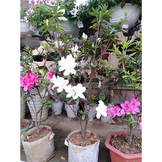 cây đỗ quyên chậu to đang nụ hoa cao 80cm-1m