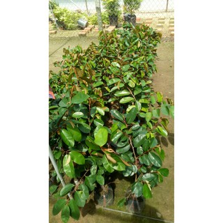 Cây vú sữa bơ hồng ( cao 40-60cm )