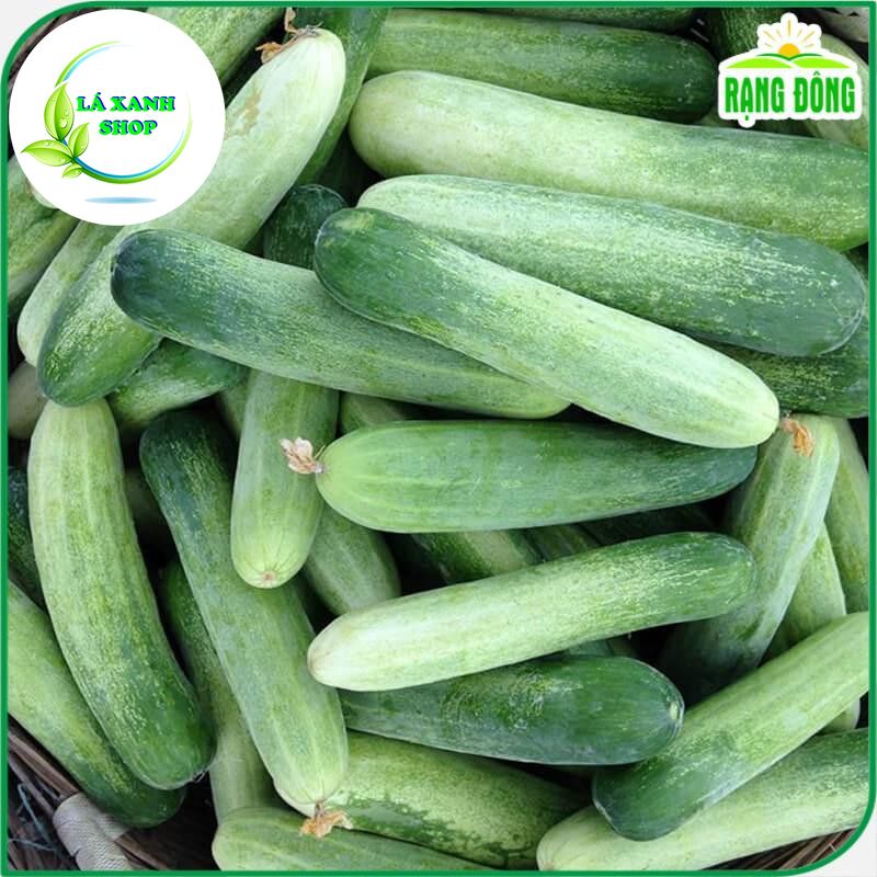 Hạt giống Dưa Leo F1 Trái Dài, Giòn Ngọt, Trồng Quanh Năm (gói 1 gram) - Hạt giống Rạng Đông