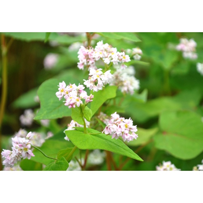 Hạt giống tam giác mạch( tặng kèm phân bón và kích mầm)