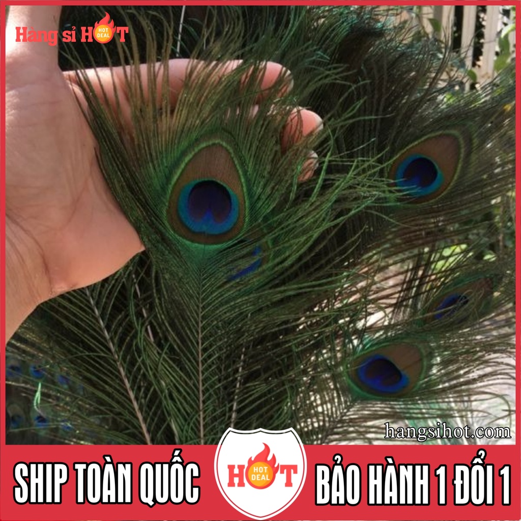 Lông công phong thủy HangsiHot - Hàng chọn lọc mắt mở to, viền đẹp, dài 80-90cm - Đóng gói trong ống nhựa