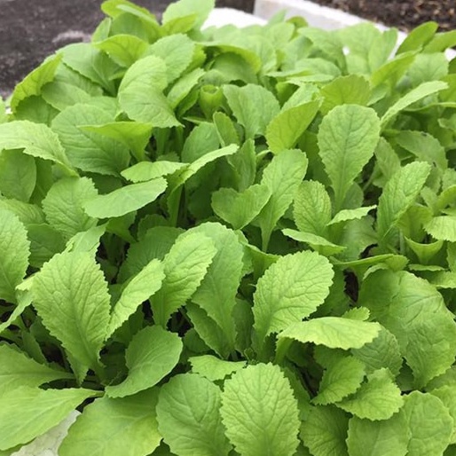 Hạt giống cải ăn non baby dễ trồng TOTT's fertilizer