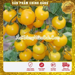 Hạt Giống Cà Chua Bi Cây Cao Quả Tròn Vàng(30 hạt)