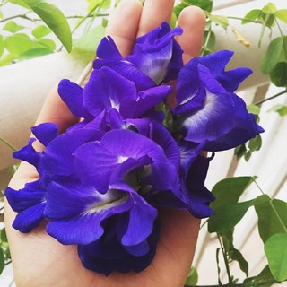 Hạt Hoa Đậu Biếc