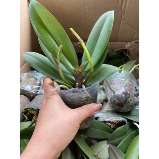 [GIÁ SỐC ] HOA LAN HỒ ĐIỆP 2,3 NGỒNG hoa đại cây to khoẻ ( có cả cây giống )