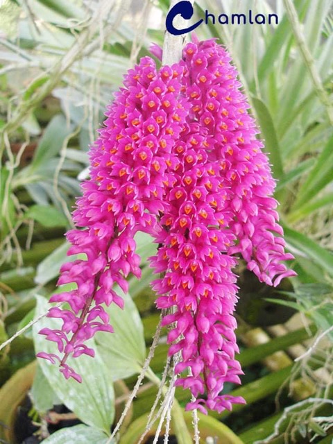 1 bó Lan báo hỉ cho hoa tết