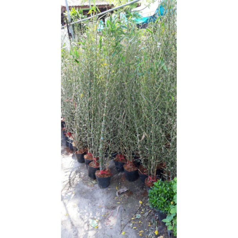 Bụi Trúc Đùi Gà