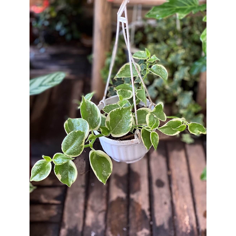 Cây Peperomia scandens Variegata (Cây Cupid) chậu treo bí ngô