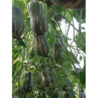 10 Hạt giống Bí hạt đậu