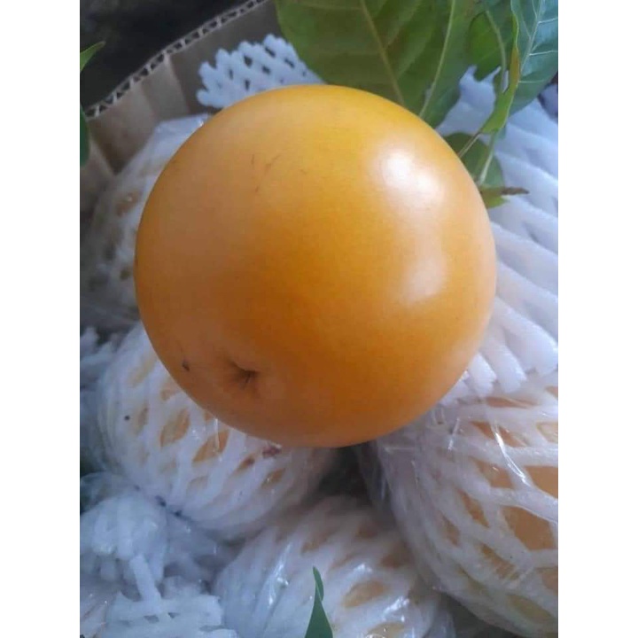 Cây Giống Vú Sữa Hoàng Kim