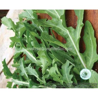 10GR 4000.HẠT Hạt Giống Arugula Rocket Lá Chẻ Pro (| C19*W50)
