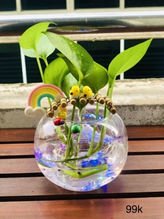 Chậu trầu bà thuỷ sinh đèn led
