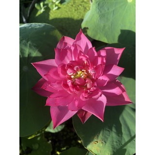 Củ sen hồng mini Everything Pink