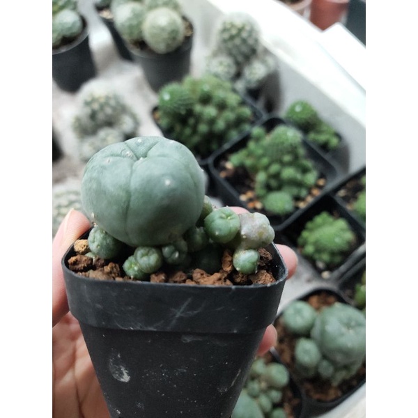 Xương rồng lopho bụi 5cm