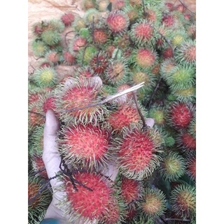CHÔM CHÔM THÁI