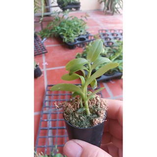 Phi điệp 5ct hải dương