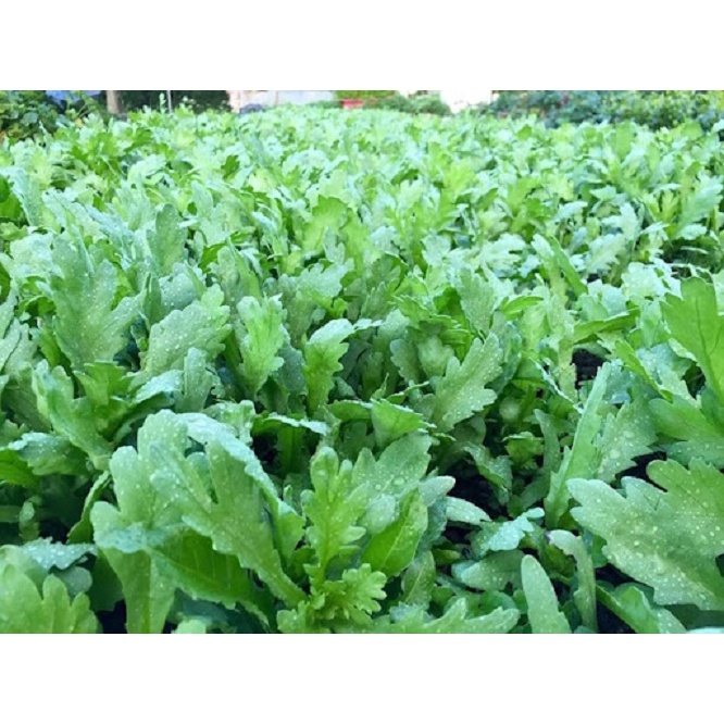[FreeShip] Hạt Giống Rau Cải Cúc Nếp - 20Gr~2500 hạt