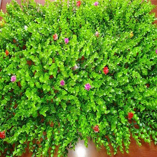 Thảm Cỏ Tai Chuột Có Hoa Loại Đẹp Kích Thước 60x40cm