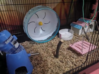 💜 WHEEL CHẠY DÀNH CHO HAMSTER 💜