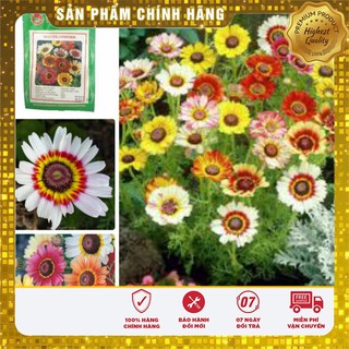 Hạt Giống Hoa Cúc Chi mix