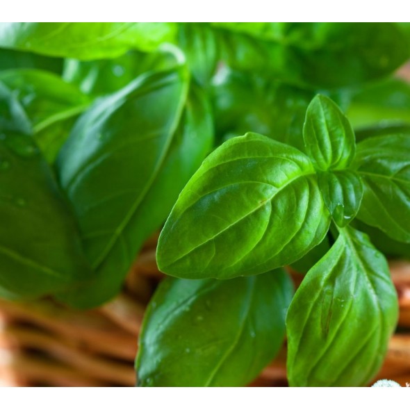 Hạt Giống Húng Tây Basil Ý/ Húng Thơm Kèm Qùa Tặng Và Hướng dẫn