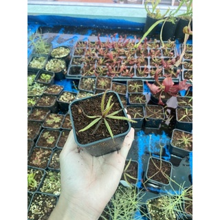 cây gọng vó andelae