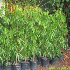 CÂY GIỐNG CÂY HOÀNG NAM - TÙNG ẤN ĐỘ, CÂY KHỎE ĐẸP