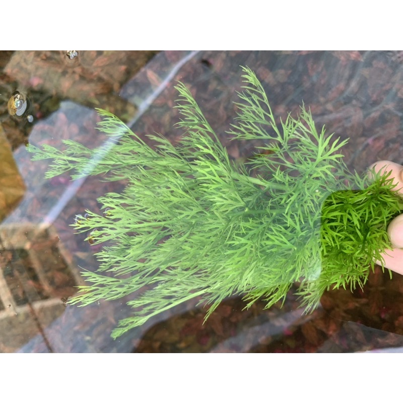 Cây thuỷ sinh gạc nai dễ trồng sống tốt môi trường nghèo co2