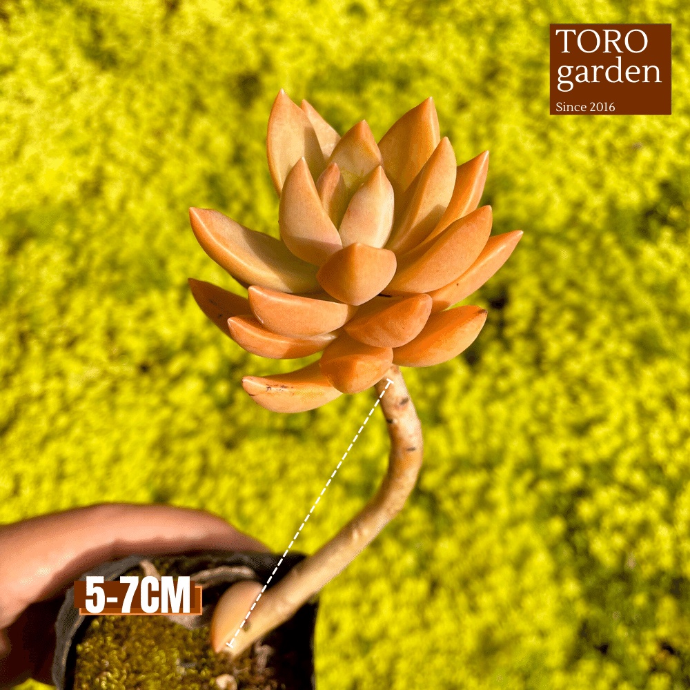 Sen đá đá đỏ cổ thụ Đà Lạt size bé cây cảnh trang trí nhà cửa Toro garden