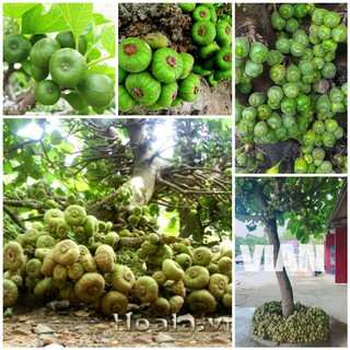 CÂY VẢ MẬT RỪNG