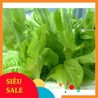 10g hạt giống xà lách mỡ vietphat