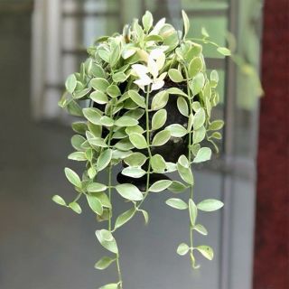 Chậu treo GÁO DỪA  lan hạt dưa