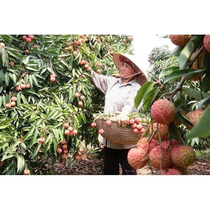 Cây Giống Vải Thiều Hạt Siêu Bé Cùi Siêu Dày .