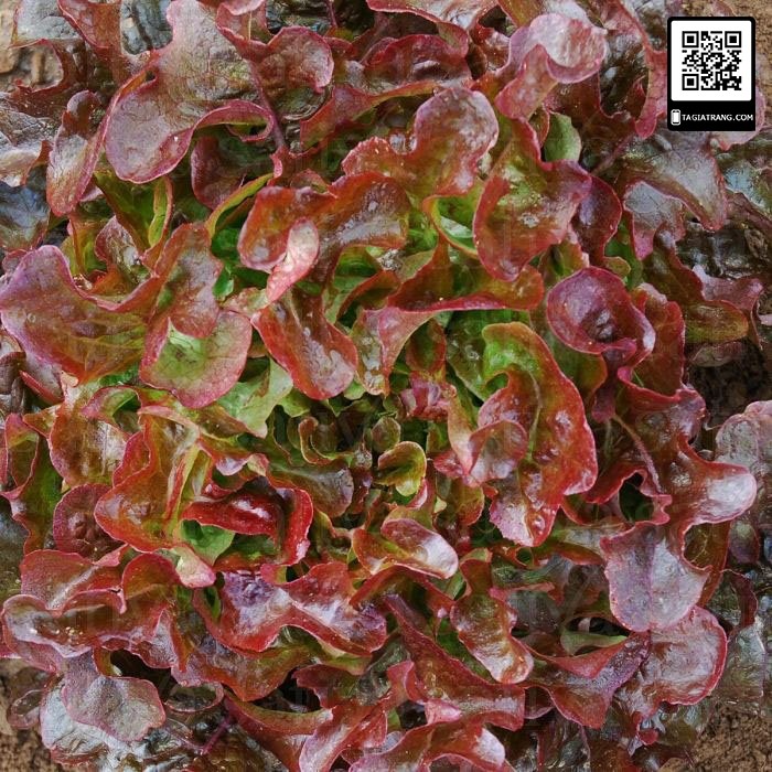 [Bán sỉ] - Hạt giống rau xà lách Oakleaf lá sồi đỏ (sồi tím)