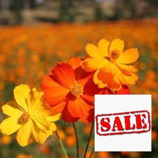 Gói 100 hạt giống cúc sao nháy màu cam SALE